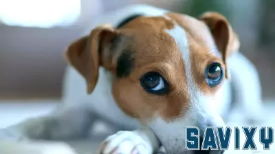 Pet Care Costs Surge, Straining Family Budgets